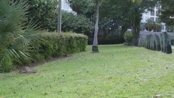 Adorable Coquette Inviting A Thick Pole Deep Into Her Wet Pussy